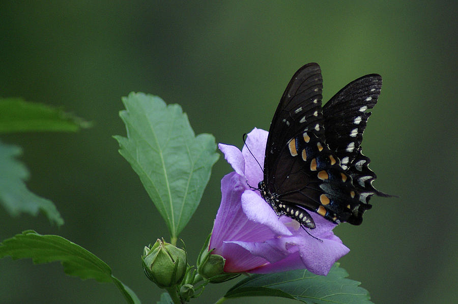 Flower Photograph - Butterfly Heaven by Rick Friedle