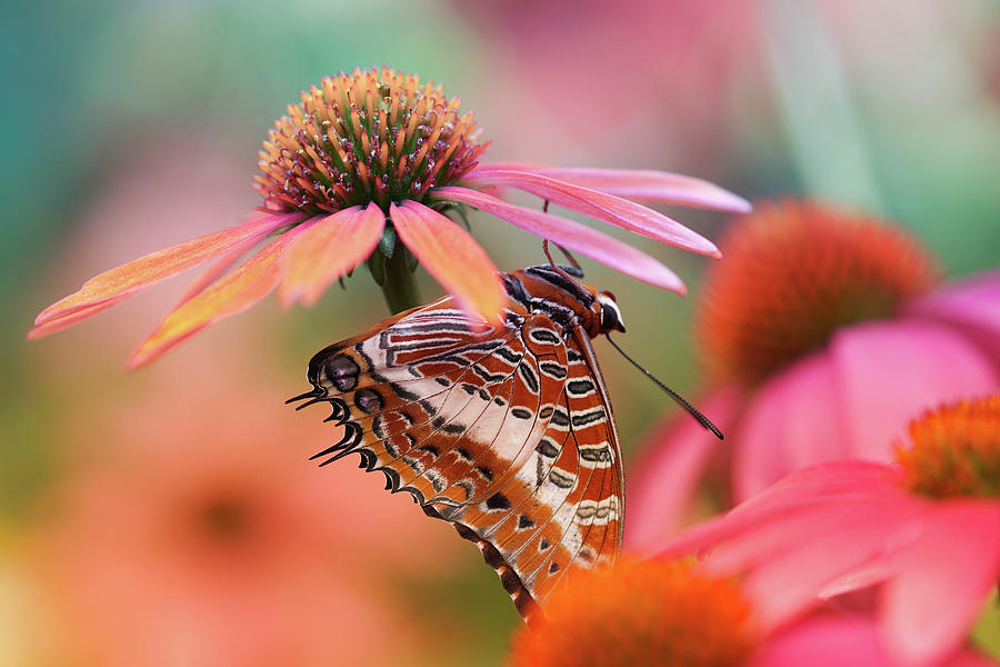 Butterfly Hideout Photograph by Rebekah Zivicki