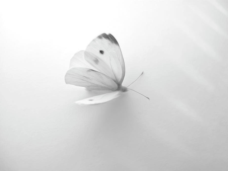 Butterfly, High Key Digital Art