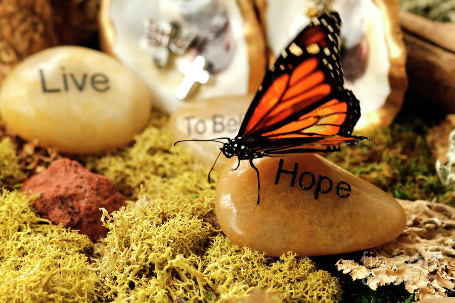 Butterfly Hope Photo Photograph by Luana K Perez