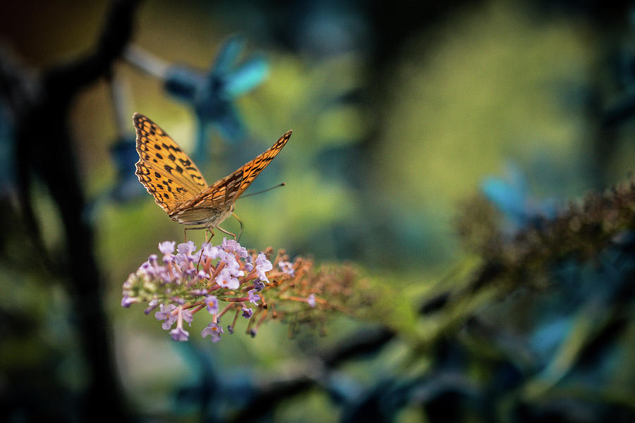 Butterfly Photograph by Hyuntae Kim