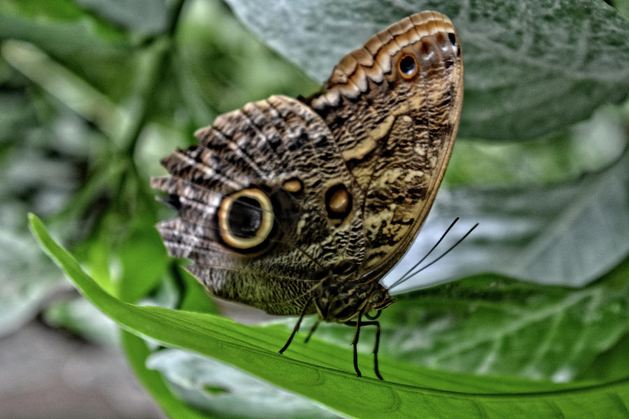 Butterfly I Photograph by FineArtRoyal Joshua Mimbs