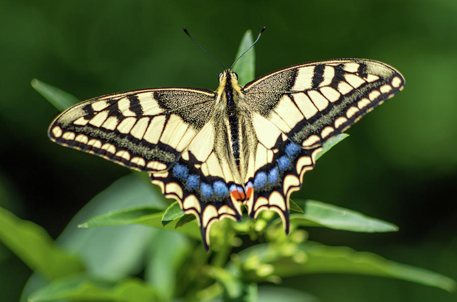 Butterfly IIi Photograph