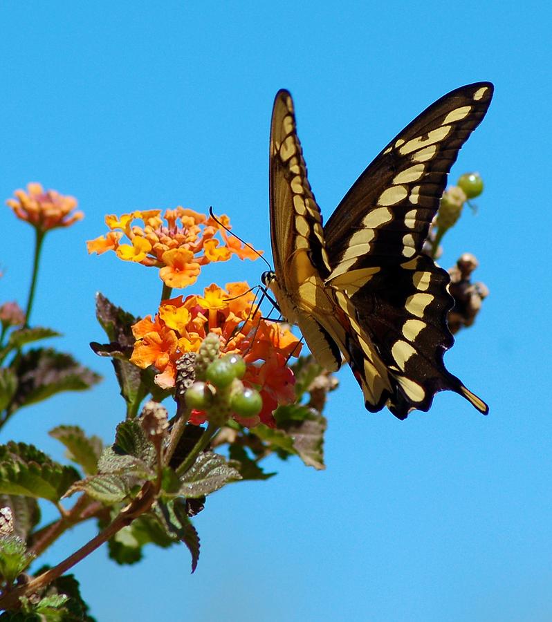 Butterfly Photograph - Butterfly III by Susan Heller