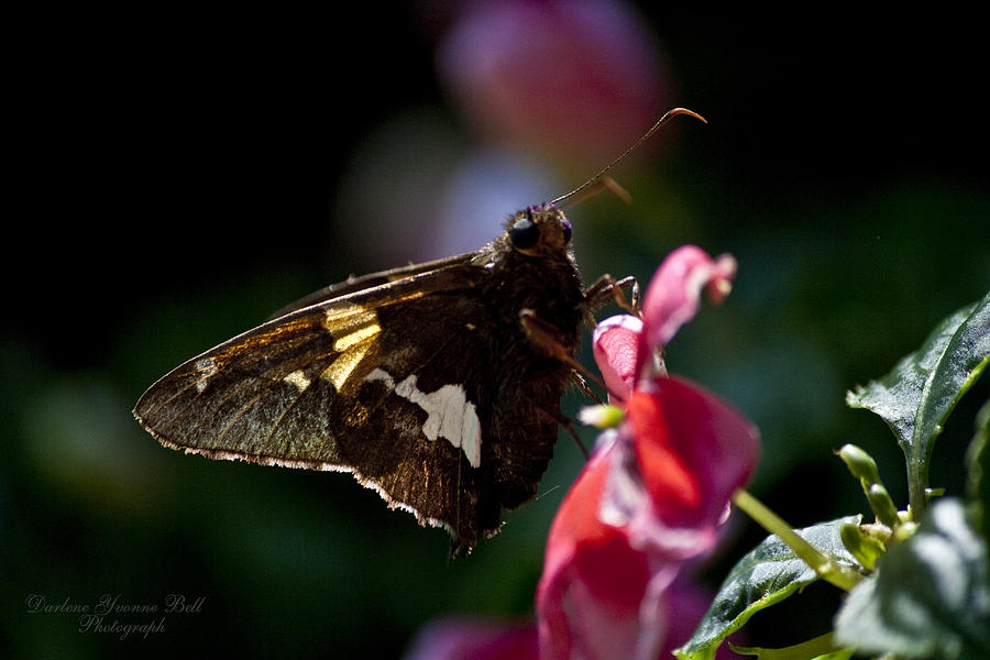 Butterfly Photograph - Butterfly Impatiens by Darlene Bell
