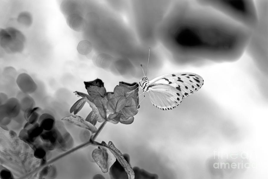 Butterfly Impression Photograph