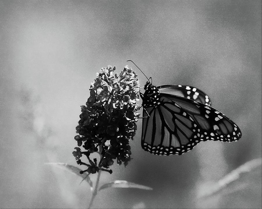 Butterfly in Black and White Photograph by Angie Tirado