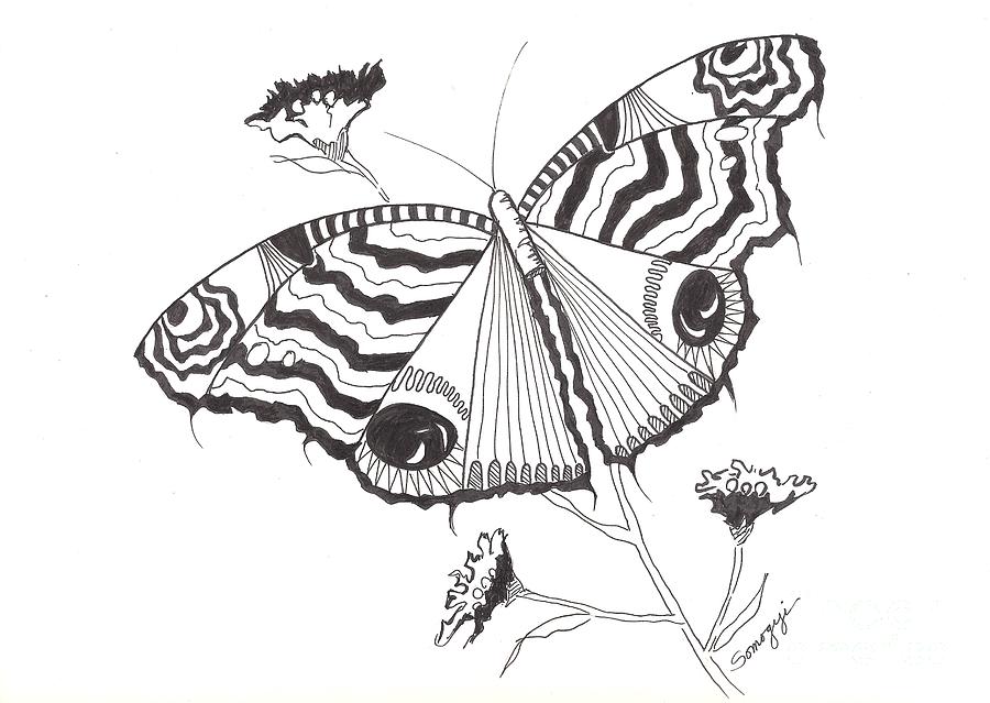 Butterfly in Black and White Drawing by Jayne Somogy