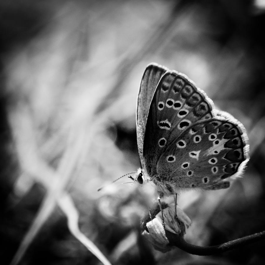 Butterfly in black and white Photograph by Mirko Chessari