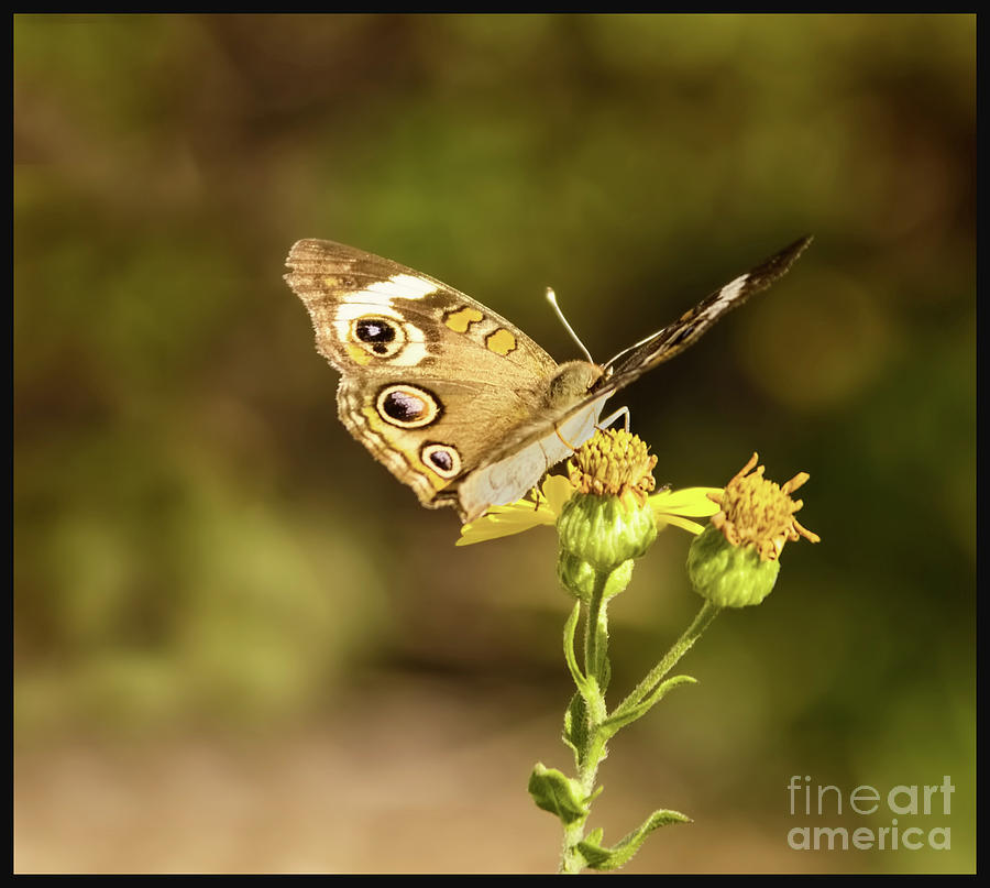 Butterfly In Bokeh Photograph by Steven Parker