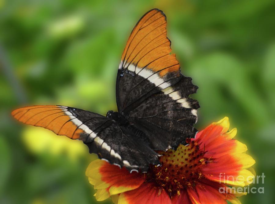 Butterfly in Brown Photograph by Cindy Manero