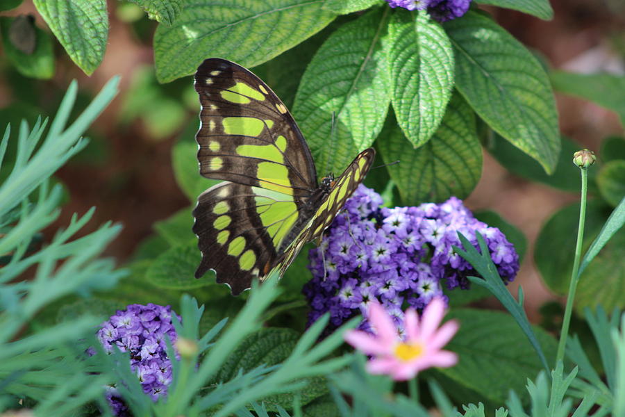 Butterfly in Chartreuse Photograph by Colleen Cornelius