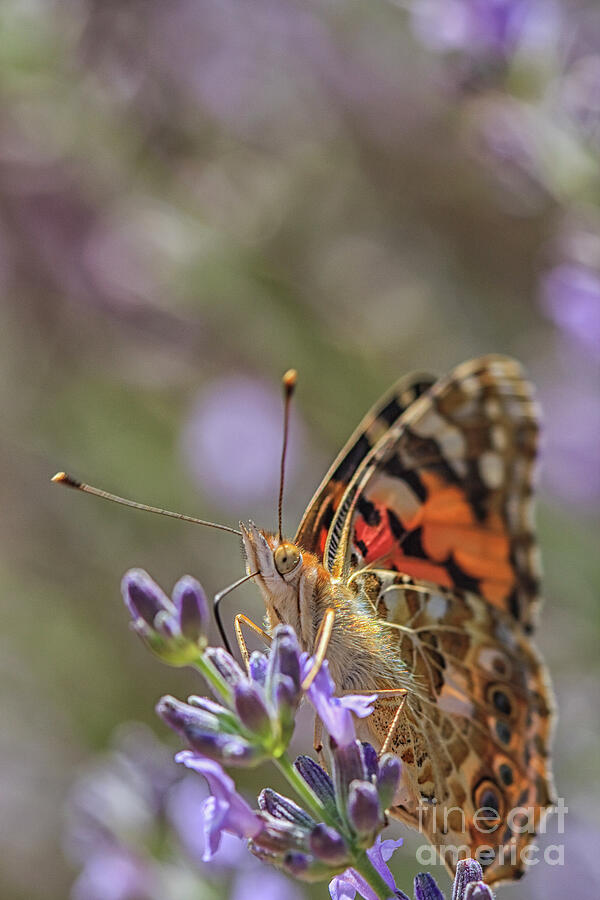 Butterfly in close up Photograph by Patricia Hofmeester
