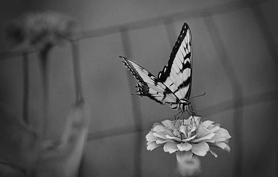 Butterfly Photograph - Butterfly In Dreamland by Marjorie Tietjen