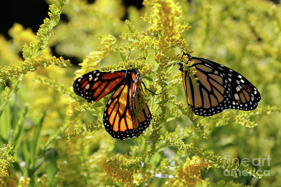 Butterfly Wings Photograph - Butterfly in Fall  by Luana K Perez