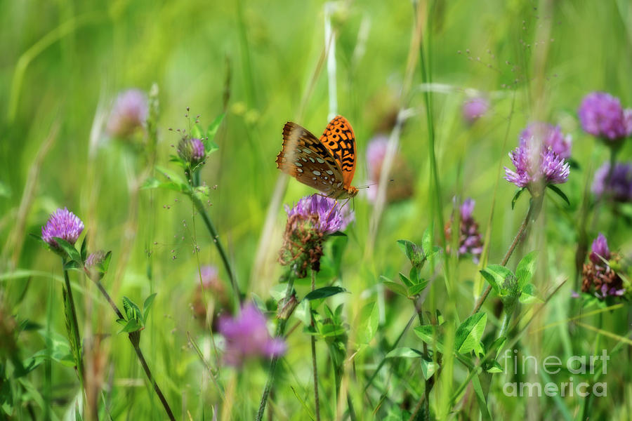 Butterfly in field on flower Photograph by Dan Friend