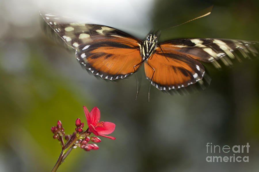 Butterfly in flight -nature abstract Photograph by Anthony Totah