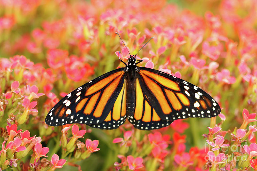 Butterfly in Garden  Photograph by Luana K Perez