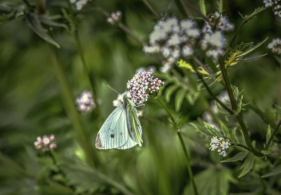 Butterfly in green #g6 Photograph by Leif Sohlman