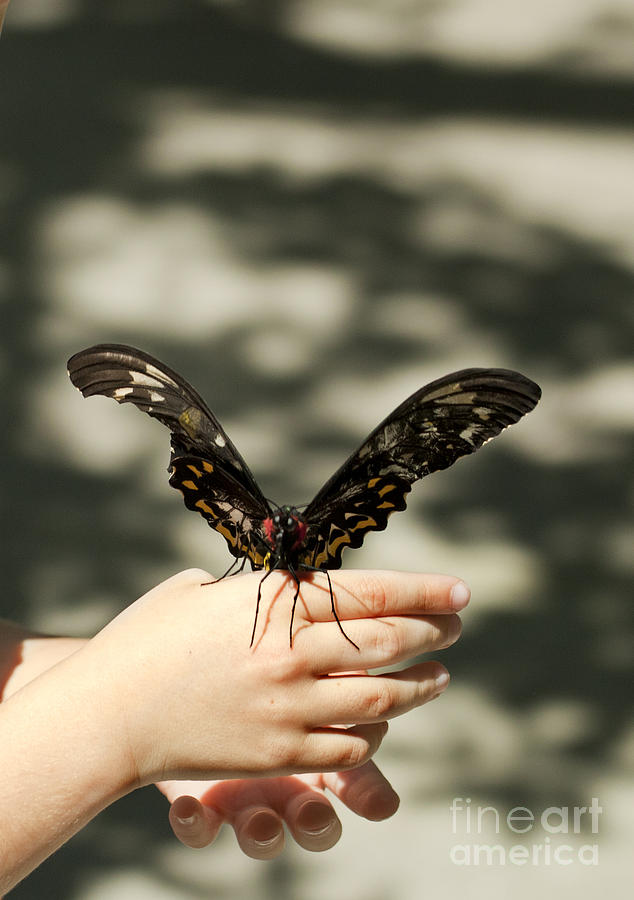 Butterfly in Hand Photograph by Anthony Totah