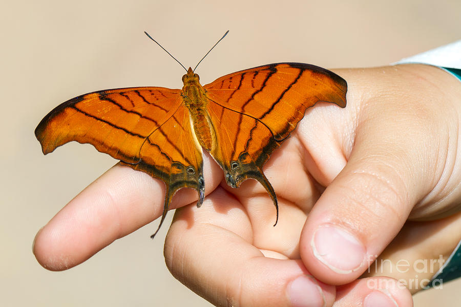 Butterfly In Hand Photograph by Mimi Ditchie