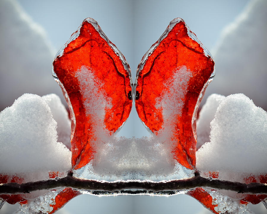 Butterfly in Ice Photograph by James Barber