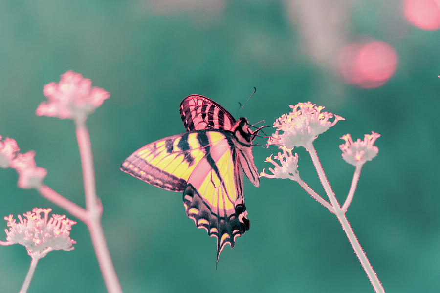 Butterfly in Infrared Photograph by Brian Hale