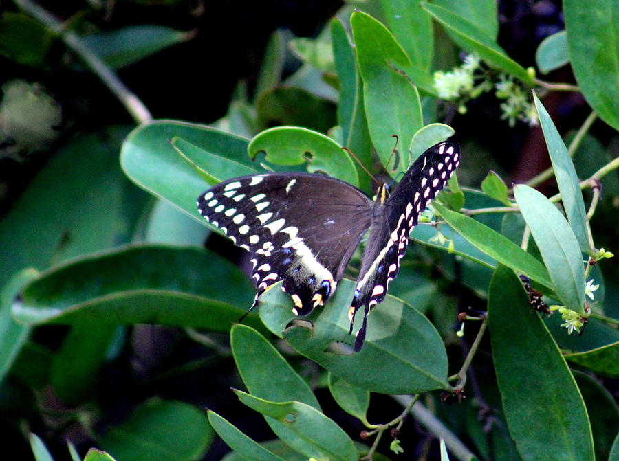 Butterfly in light Photograph by Rand Wall - Fine Art America