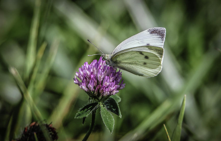 Butterfly In Love Photograph by Ray Congrove