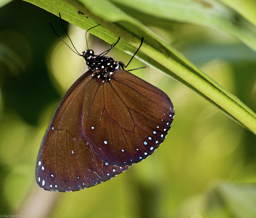 Butterfly in Micronesia Photograph by Dan Norton