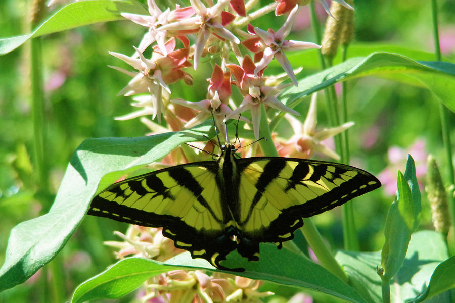 Butterfly In Milkweed Photograph