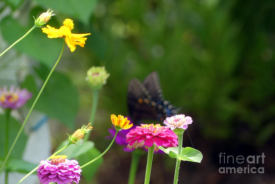 Butterfly in Movement Photograph by Amy Dundon