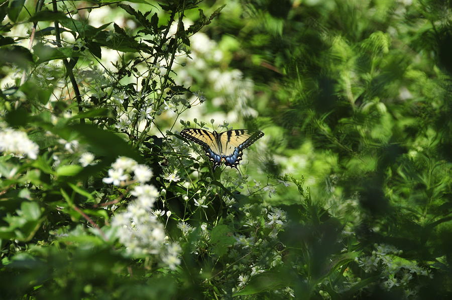 Butterfly In Muted Green Background Photograph by David Arment