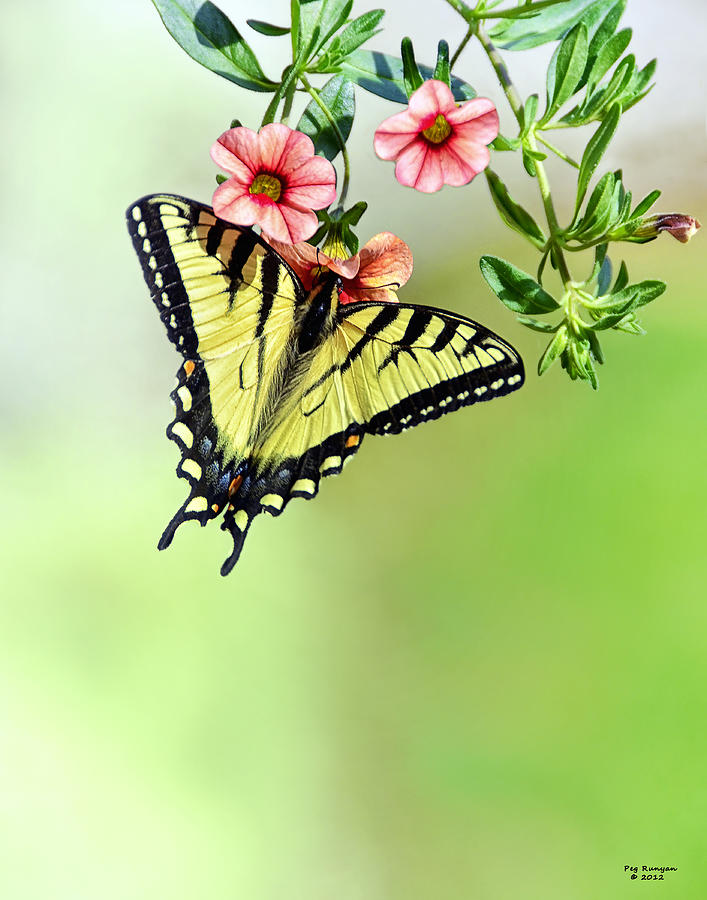 Butterfly in my Garden Photograph by Peg Runyan