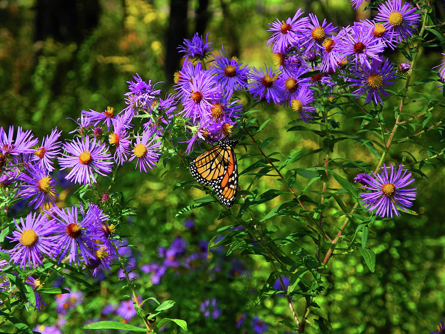 Butterfly in Pine Grove State Park Photograph by Raymond Salani III