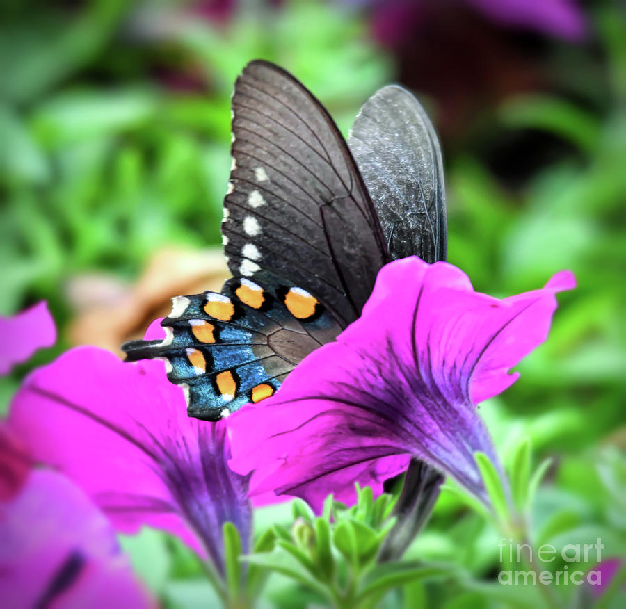 Butterfly in Pink Flowers Photograph by Kerri Farley