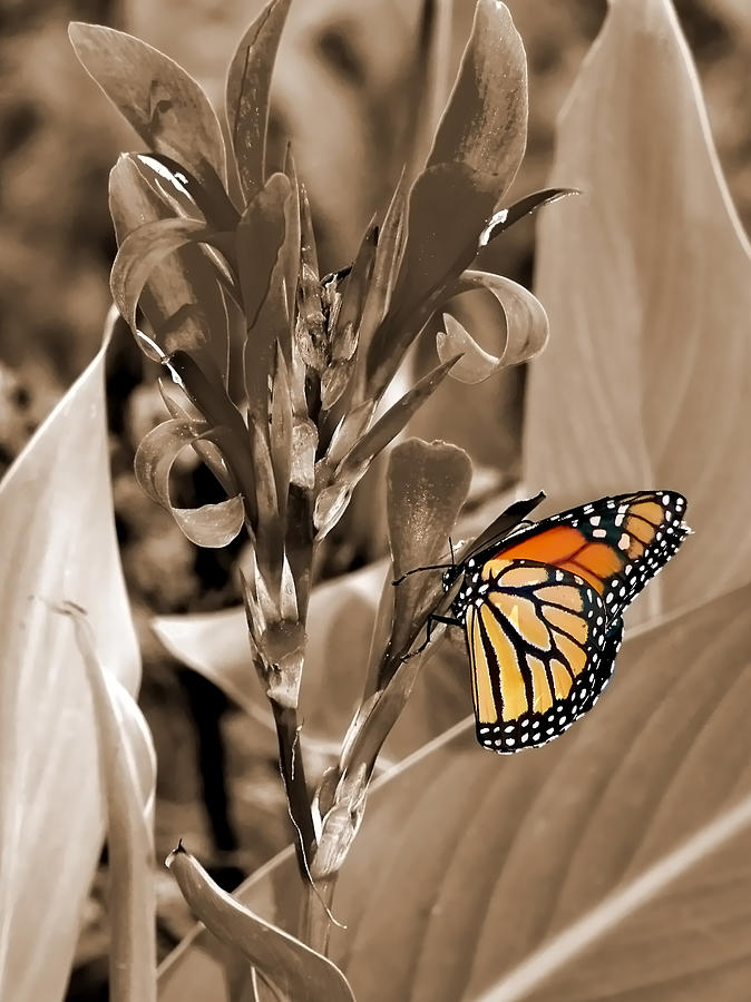 Butterfly in Sepia Photograph by Lauren Radke