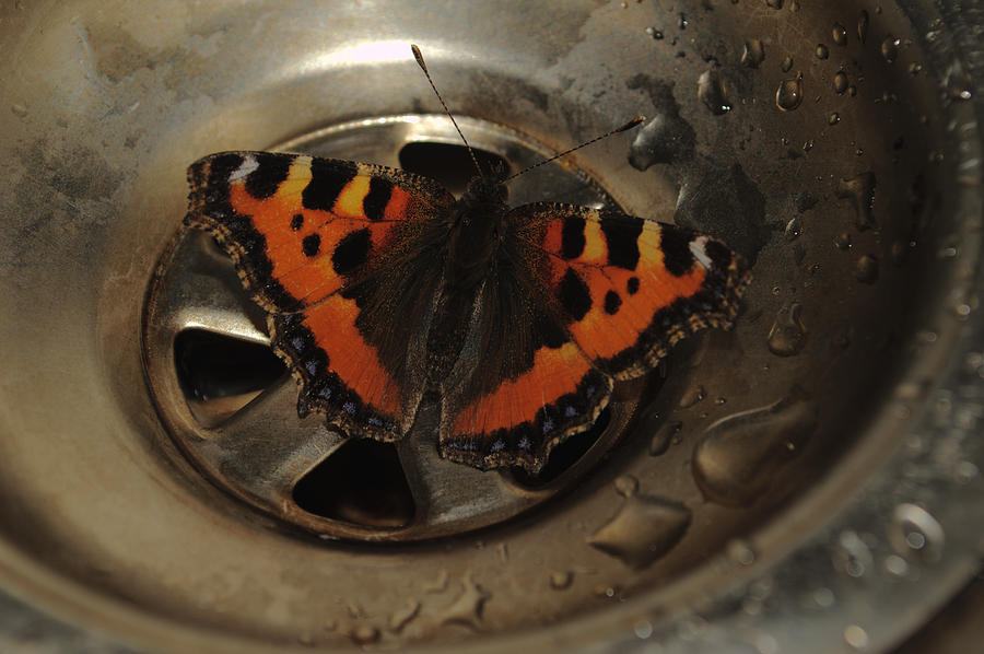 Butterfly In Sink Photograph by Adrian Wale