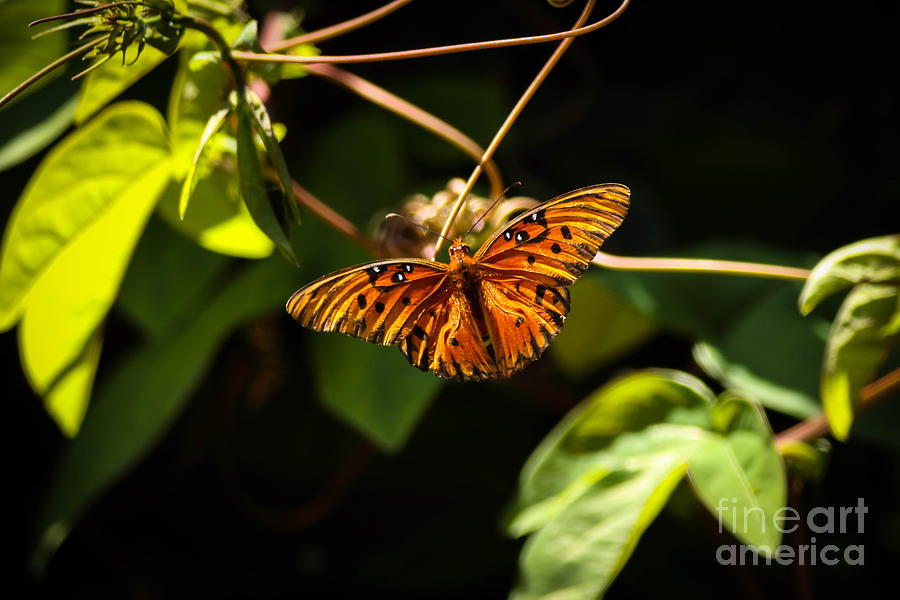 Butterfly in Spring Photograph by George Kenhan