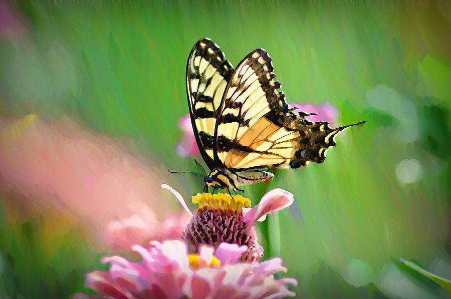 Butterfly In Summer Photograph by Bill Cannon