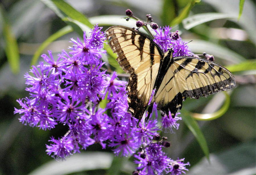 Butterfly Digital Art - Butterfly In Summer by George Ferrell
