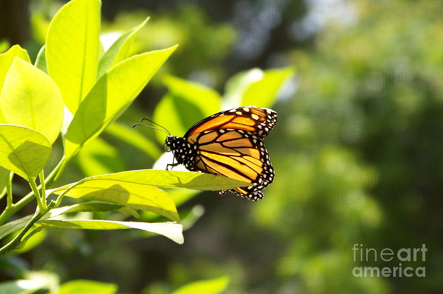 Butterfly in Sunlight Photograph by Carol  Bradley