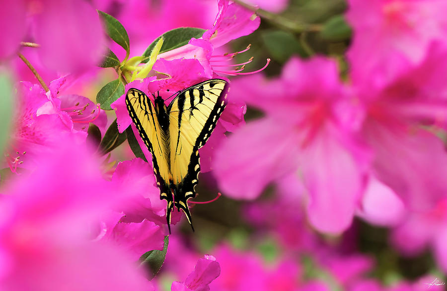 Butterfly Photograph - Swallowtail in Azaleas by Phil And Karen Rispin