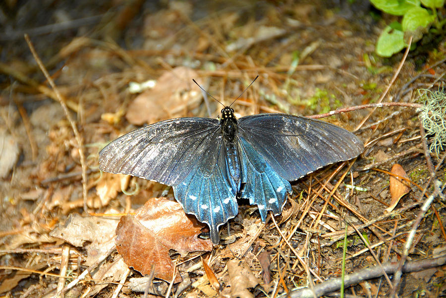 Butterfly in the forest Photograph by David Lee Thompson
