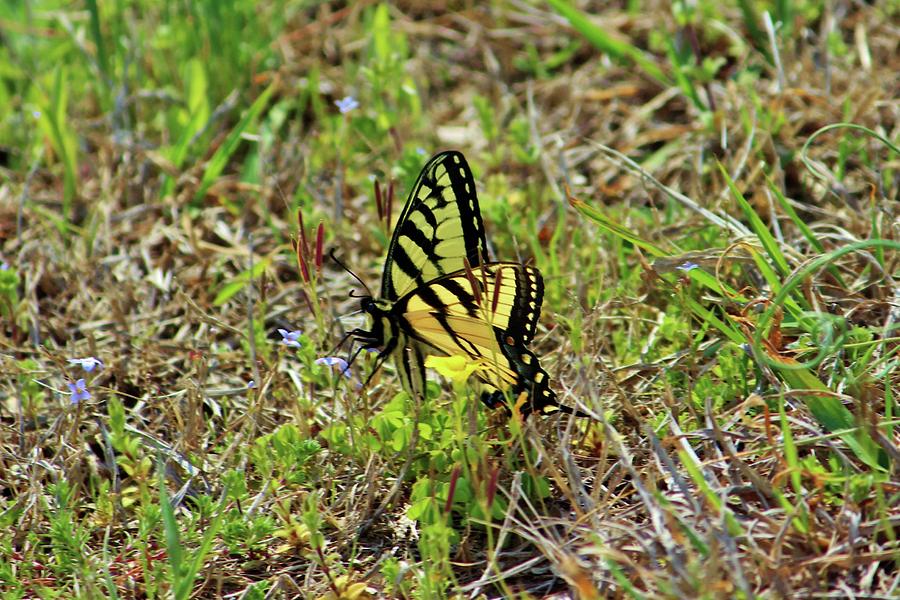 Butterfly In The Grass Photograph by Cynthia Guinn