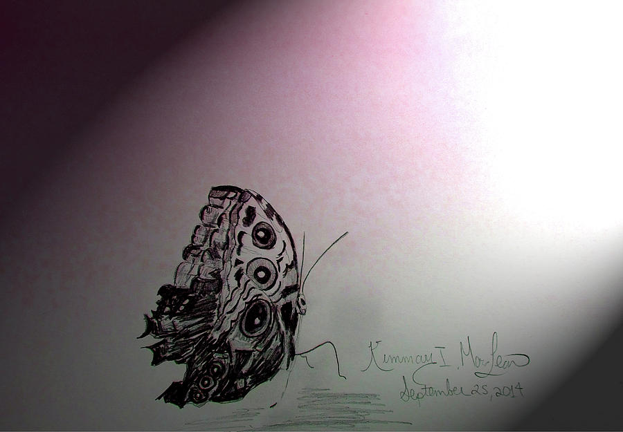 Butterfly in the Light Drawing by Kimmary MacLean