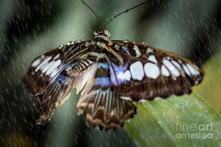 Butterfly In The Rain Photograph by Billy Bateman
