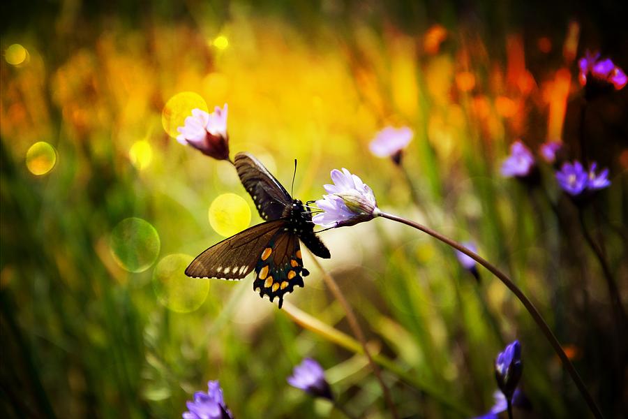 Butterfly In The Spring Photograph by Serena King