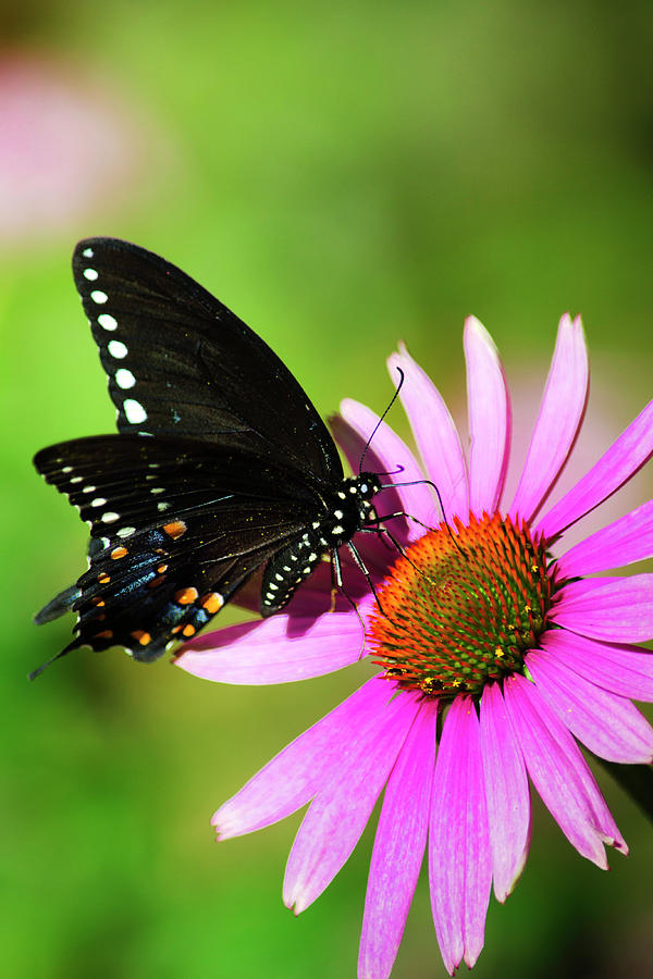 Spicebush Butterfly In The Sun Photograph by Christina Rollo