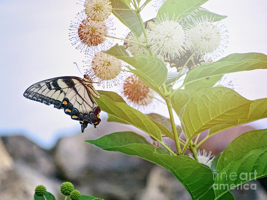Butterfly In The Sunlight Photograph by Melissa Messick